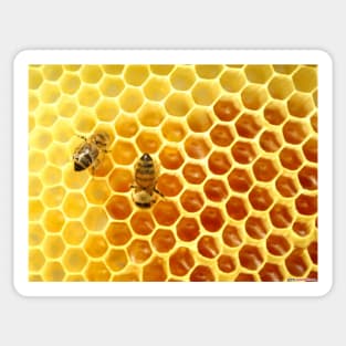 Honeycomb Sticker